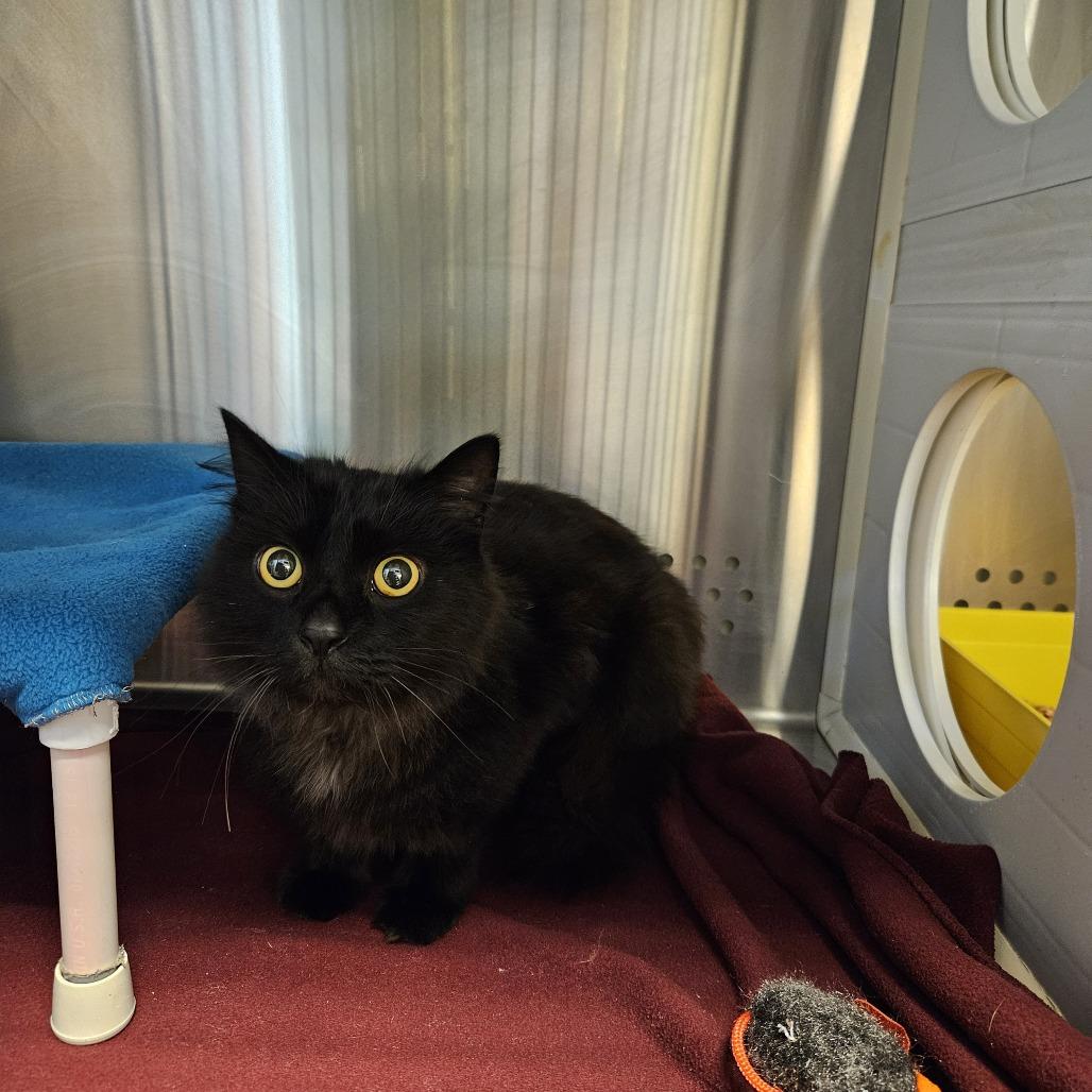 Zeno, Adoptable, Senior Male Domestic Long Hair.