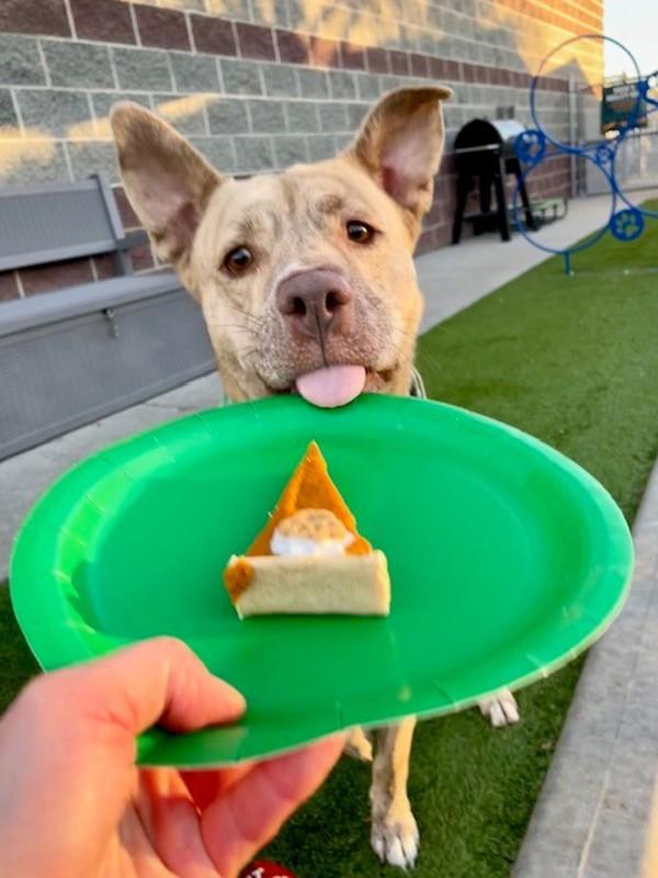 Cash, a Adoptable mixed breed in Salt Lake City, UT image 1/6