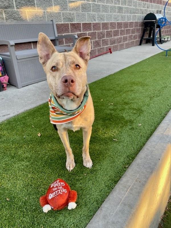 Cash, a Adoptable mixed breed in Salt Lake City, UT image 2/6
