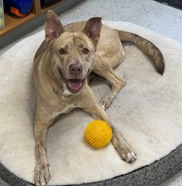 Cash, a Adoptable mixed breed in Salt Lake City, UT image 3/6