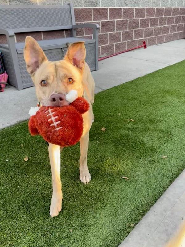 Cash, a Adoptable mixed breed in Salt Lake City, UT image 4/6