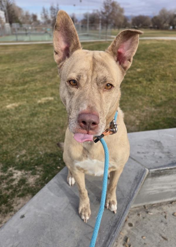 Cash, a Adoptable mixed breed in Salt Lake City, UT image 5/6