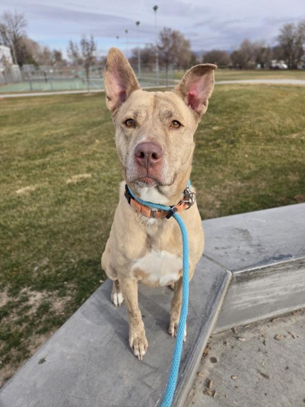 Cash, a Adoptable mixed breed in Salt Lake City, UT image 6/6