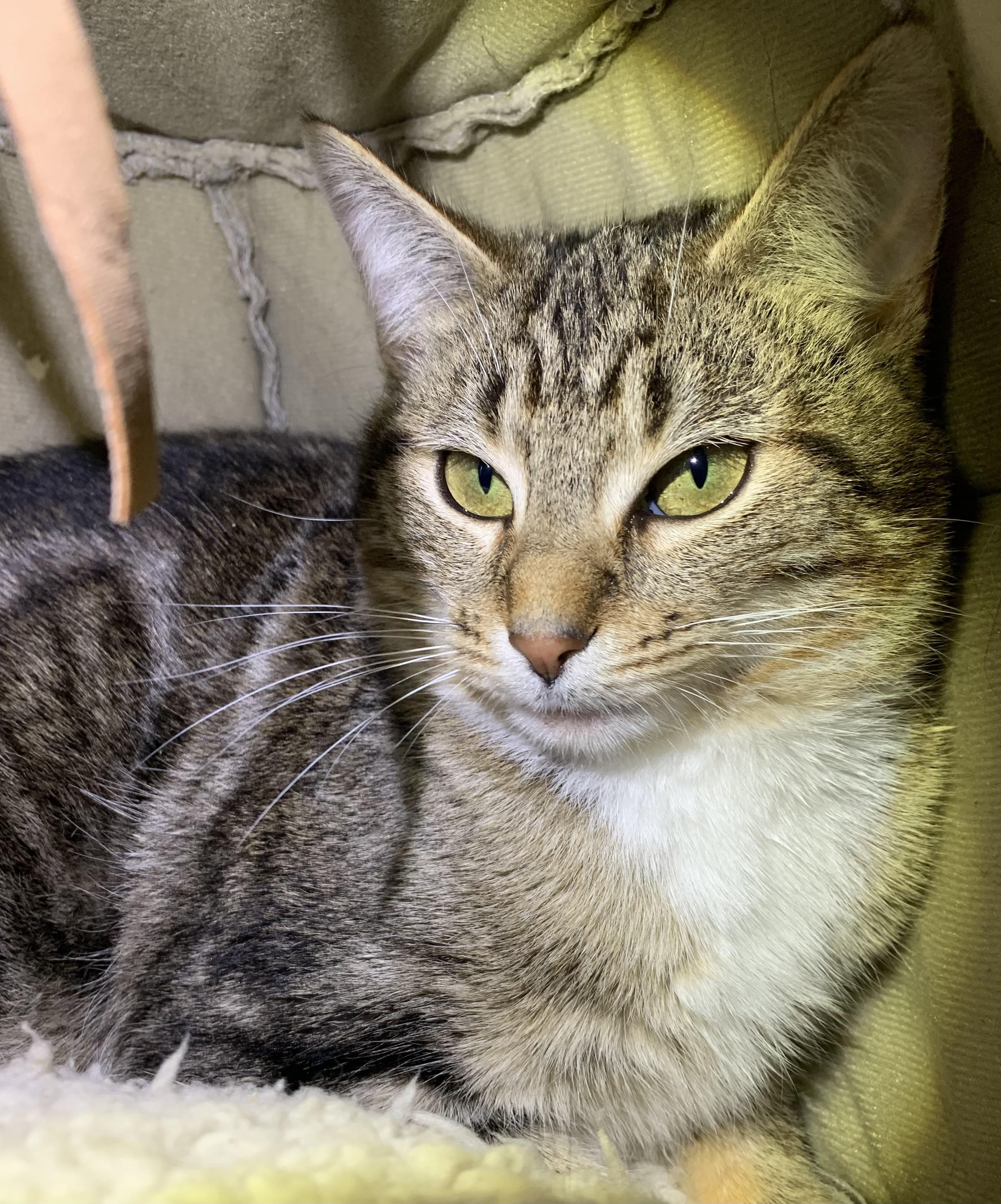 Enlarge Ravioli, a ADOPTABLE mixed breed in Massena, NY image 2/2