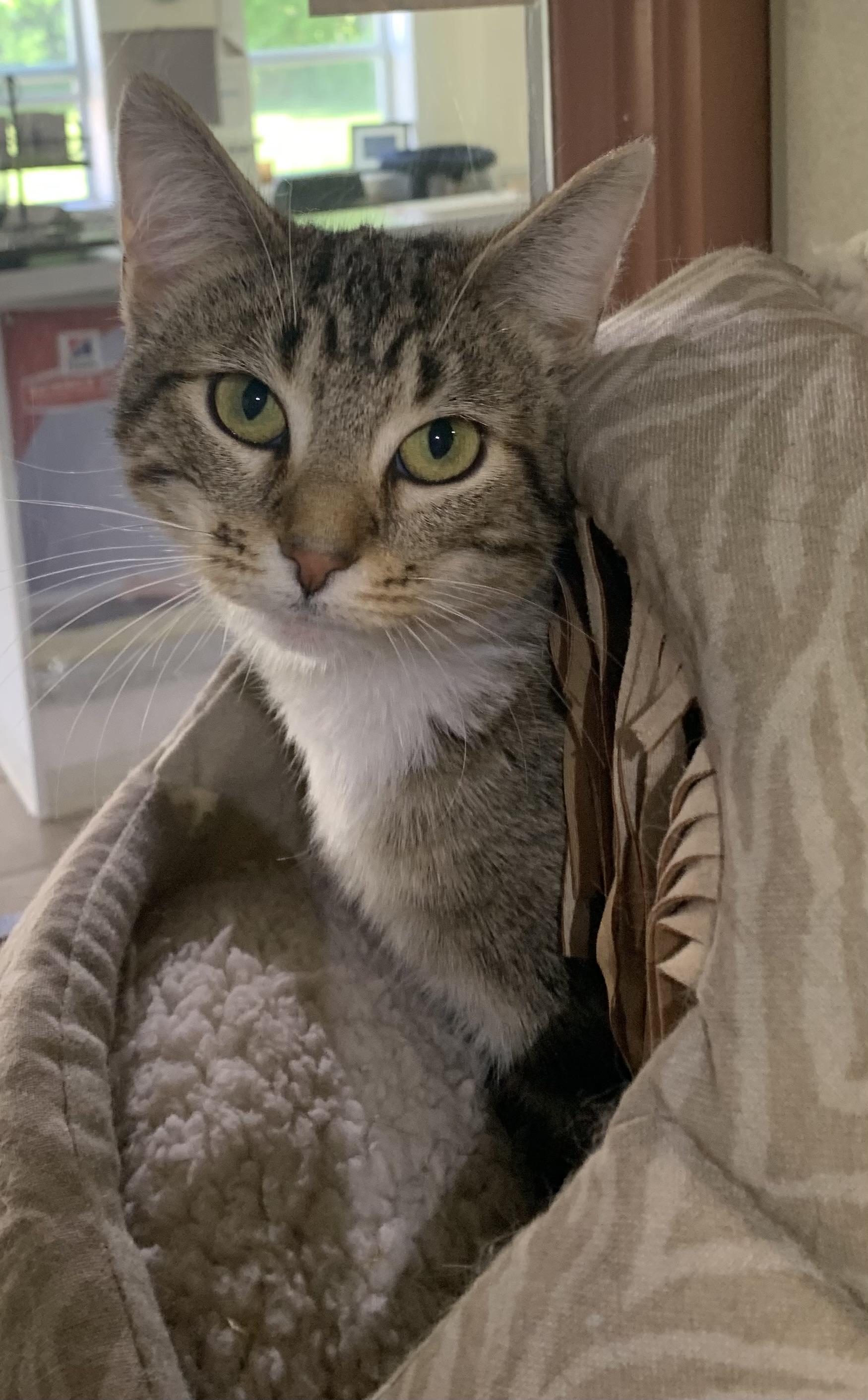 Enlarge Ravioli, a ADOPTABLE mixed breed in Massena, NY image 1/2