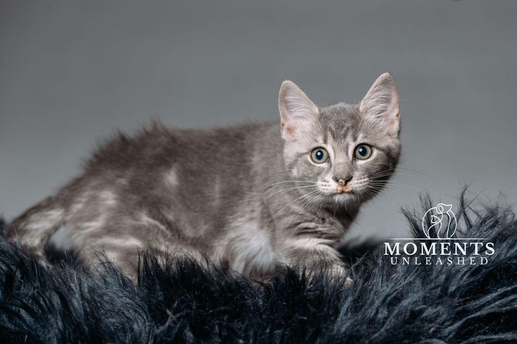 Squirtle , a ADOPTABLE Domestic Short Hair in Myakka City, FL image 4/5