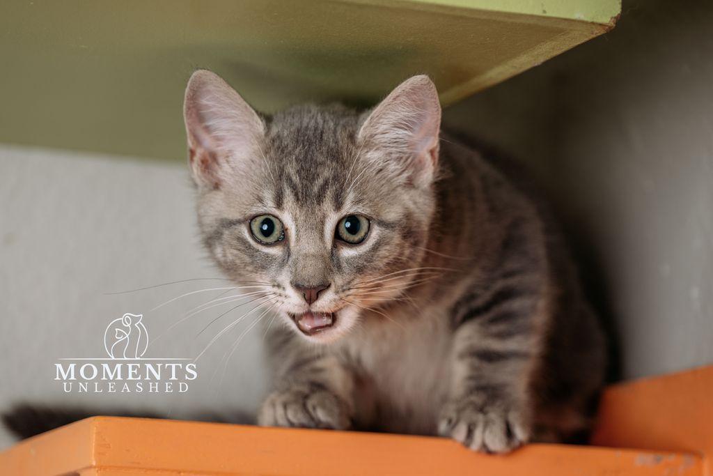 Squirtle , ADOPTABLE, Kitten Male Domestic Short Hair.