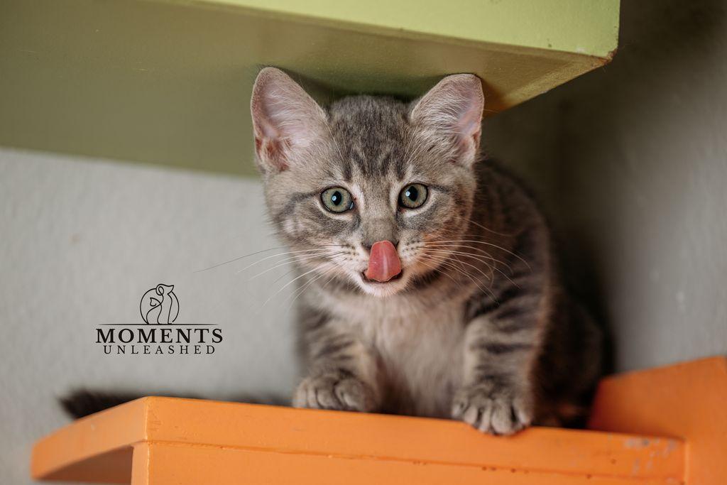 Squirtle , a ADOPTABLE Domestic Short Hair in Myakka City, FL image 5/5
