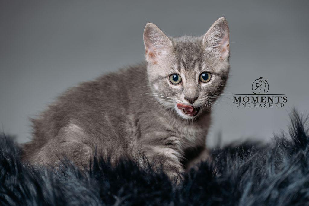 Squirtle , a ADOPTABLE Domestic Short Hair in Myakka City, FL image 3/5