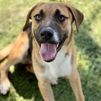 Fisher, a Adoptable mixed breed in Red Bluff, CA image 3/3