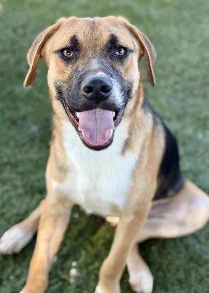 Fisher, a Adoptable mixed breed in Red Bluff, CA image 2/3