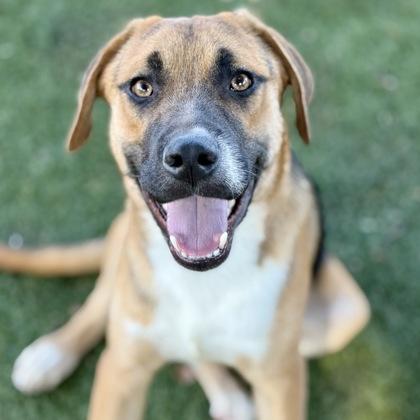 Fisher, Adoptable, Young Male Hound.