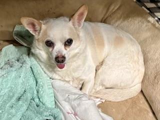 Enlarge Juan, a ADOPTABLE mixed breed in Wingdale, NY image 4/4