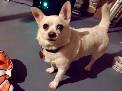 Enlarge Juan, a ADOPTABLE mixed breed in Wingdale, NY image 2/4