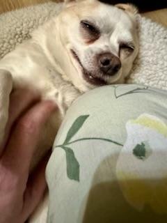 Enlarge Juan, a ADOPTABLE mixed breed in Wingdale, NY image 3/4