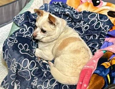 Juan, ADOPTABLE, Senior Male Chihuahua & Pembroke Welsh Corgi.