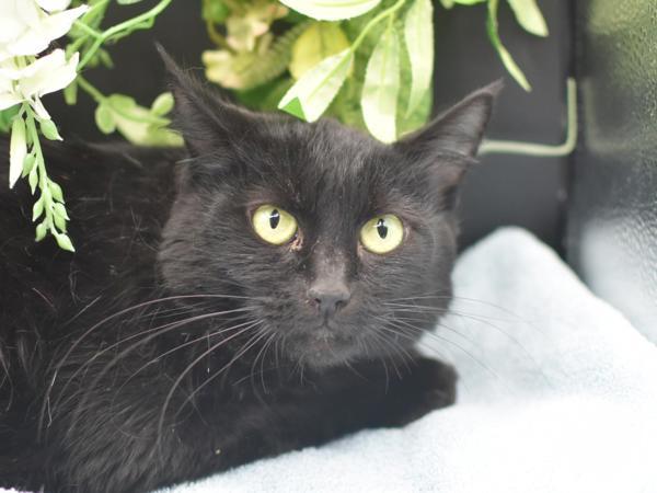 Enlarge Juliet, a Adoptable mixed breed in Portland, OR image 1/1