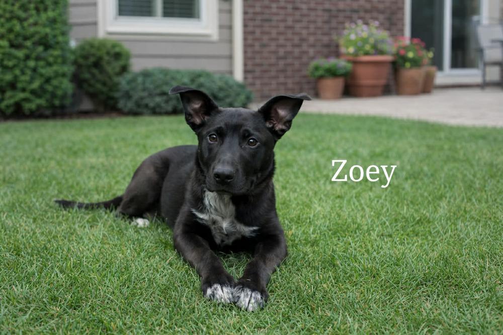 Enlarge Zoey, a Adoptable mixed breed in harrison city, PA image 1/4