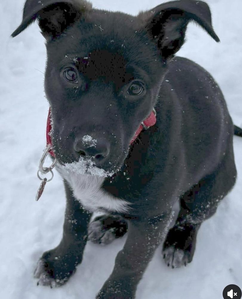 Enlarge Zoey, a Adoptable mixed breed in harrison city, PA image 2/4