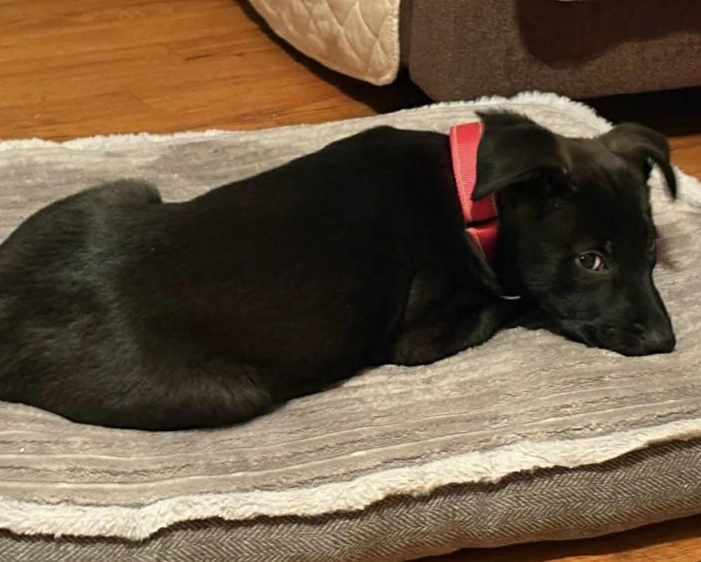 Enlarge Zoey, a Adoptable mixed breed in harrison city, PA image 3/4