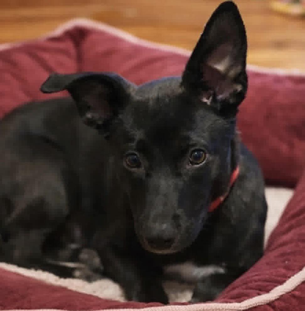 Enlarge Zoey, a Adoptable mixed breed in harrison city, PA image 4/4