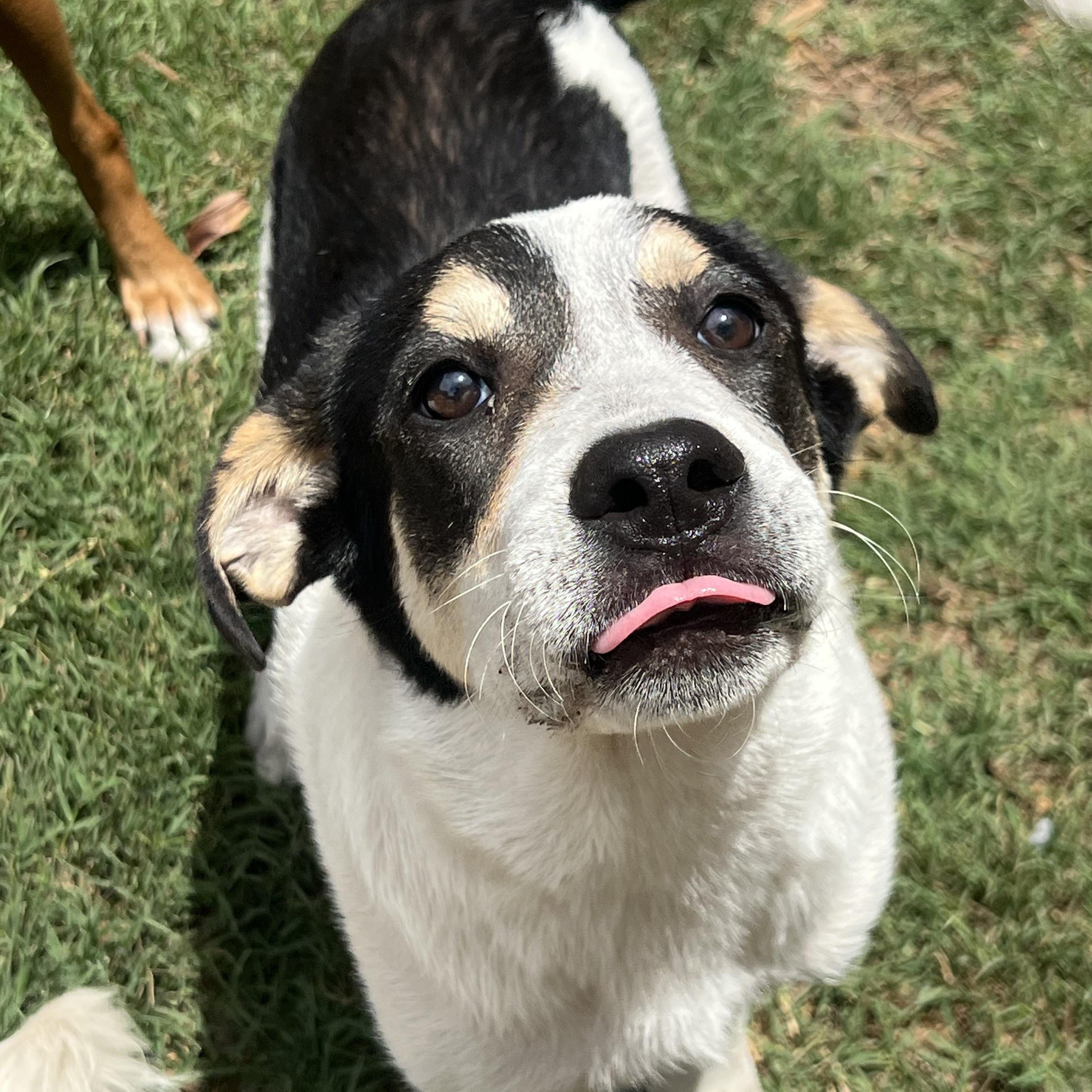 Enlarge Maya, a ADOPTABLE mixed breed in Mt Pleasant, SC image 2/6