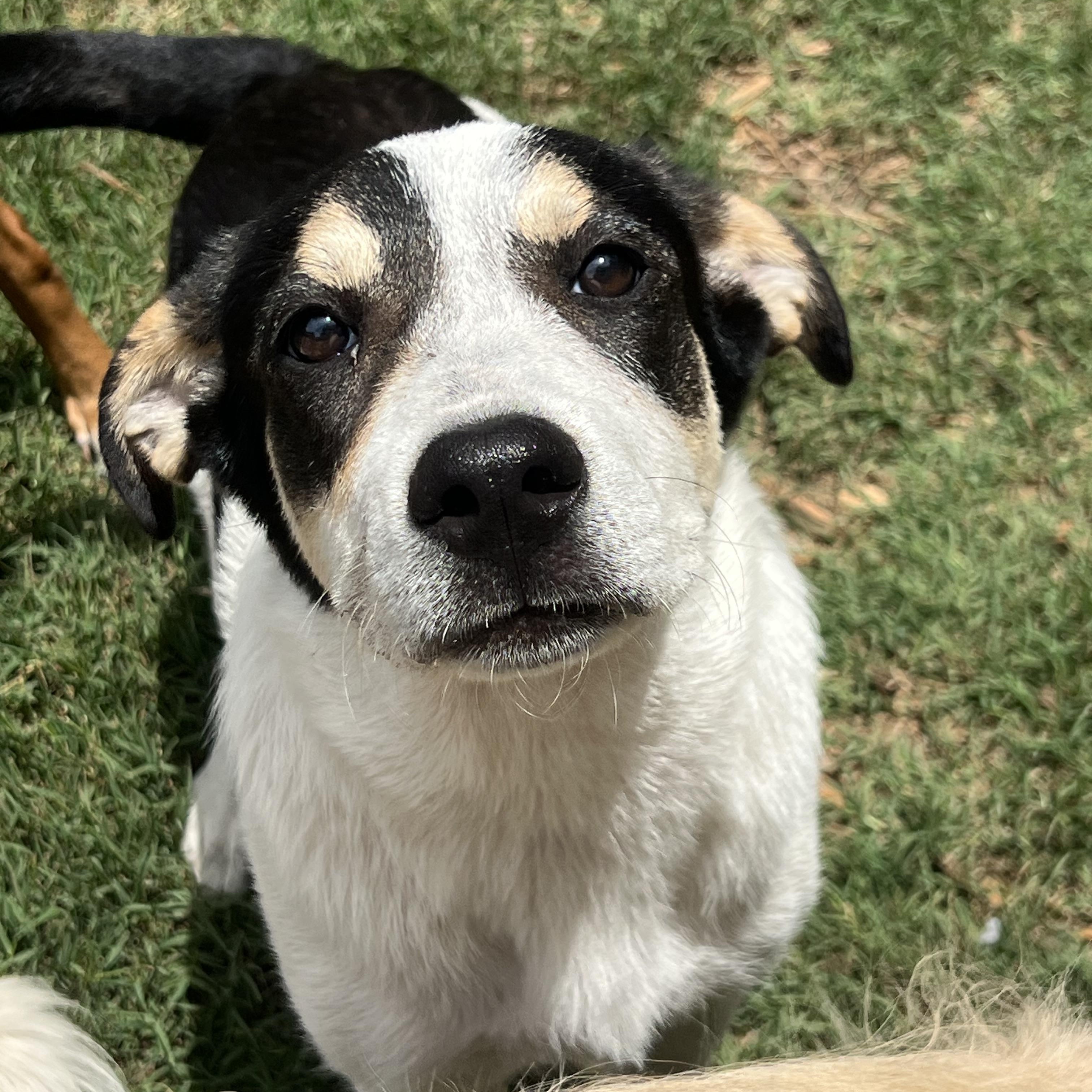 Enlarge Maya, a ADOPTABLE mixed breed in Mt Pleasant, SC image 4/6