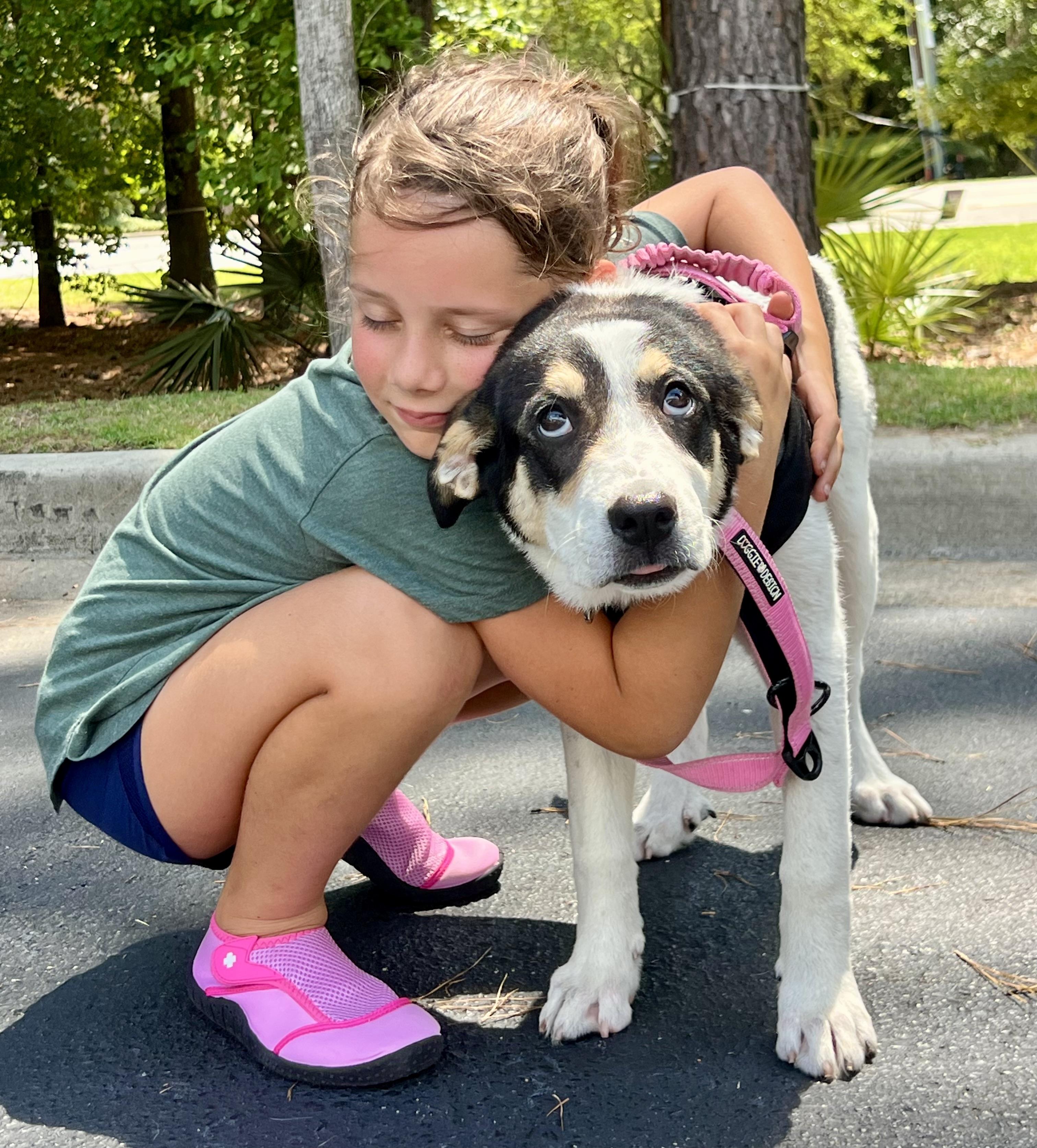 Enlarge Maya, a ADOPTABLE mixed breed in Mt Pleasant, SC image 1/6