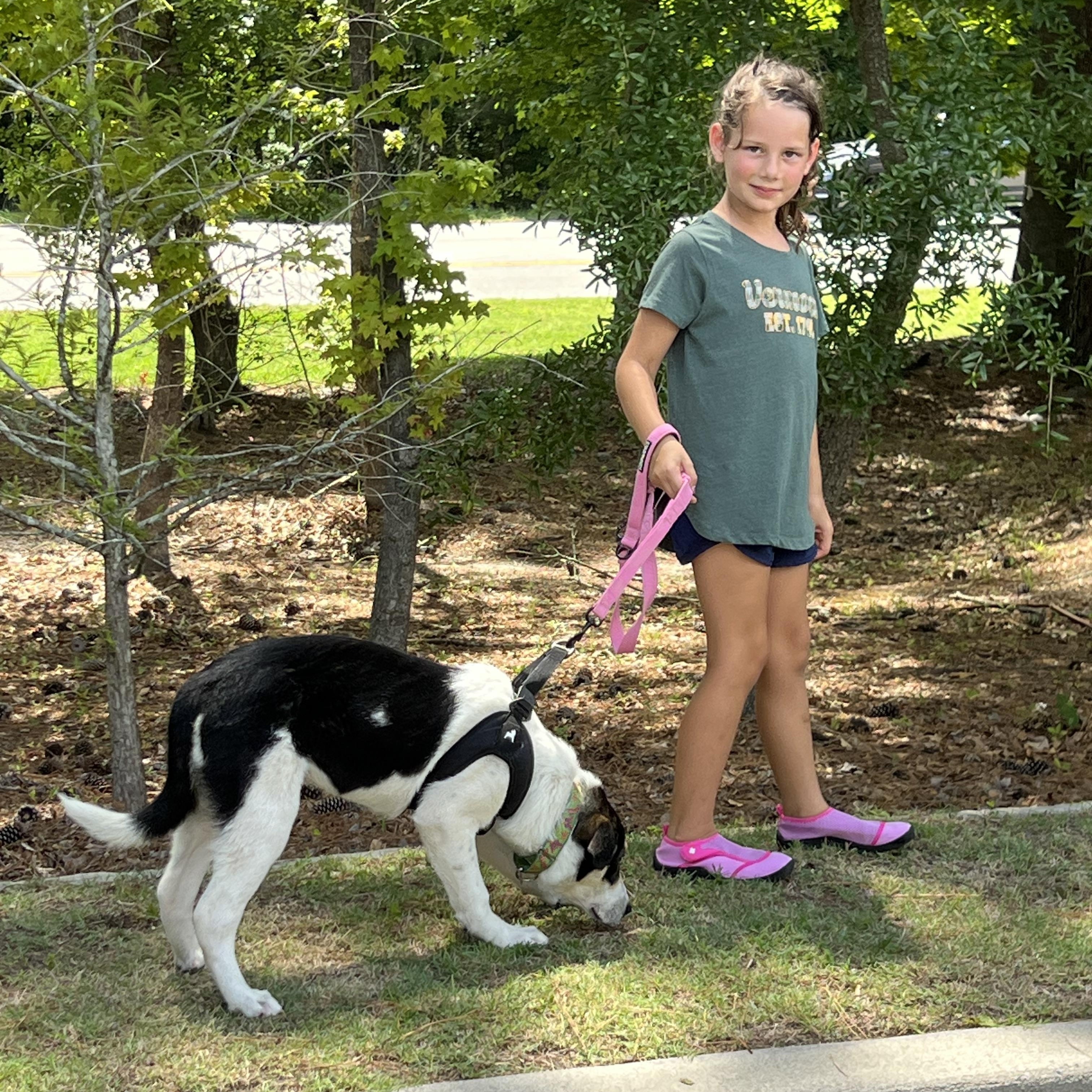 Enlarge Maya, a ADOPTABLE mixed breed in Mt Pleasant, SC image 5/6