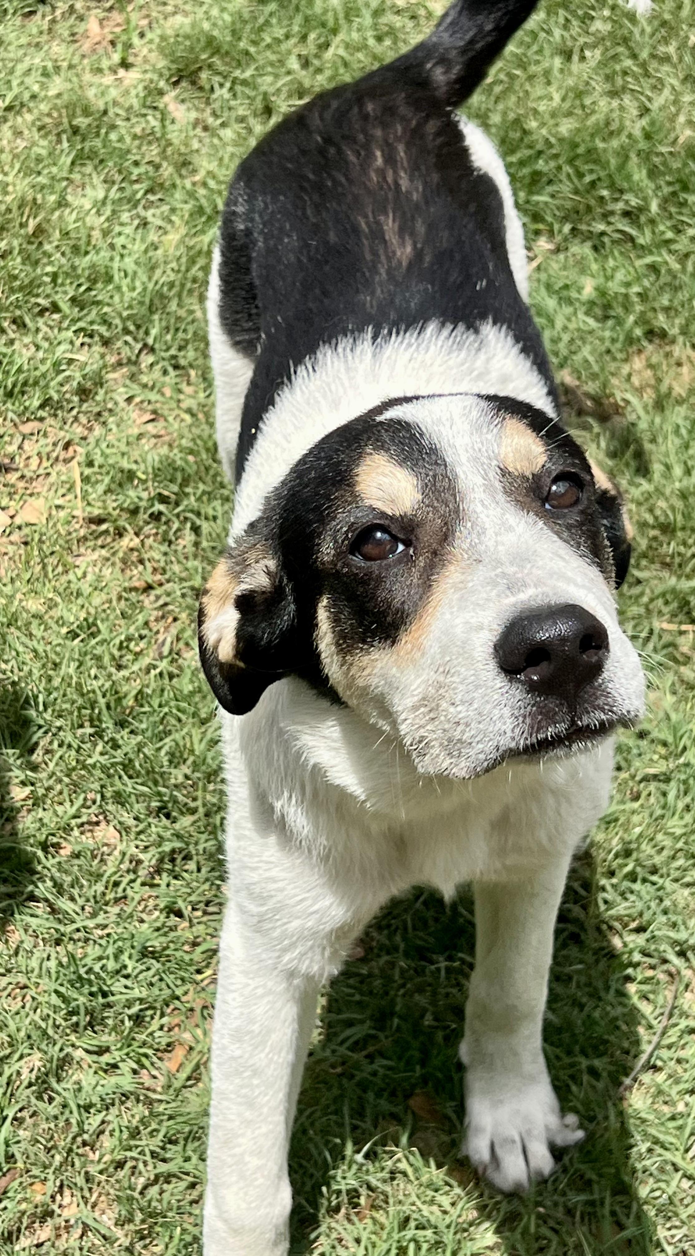 Enlarge Maya, a ADOPTABLE mixed breed in Mt Pleasant, SC image 3/6