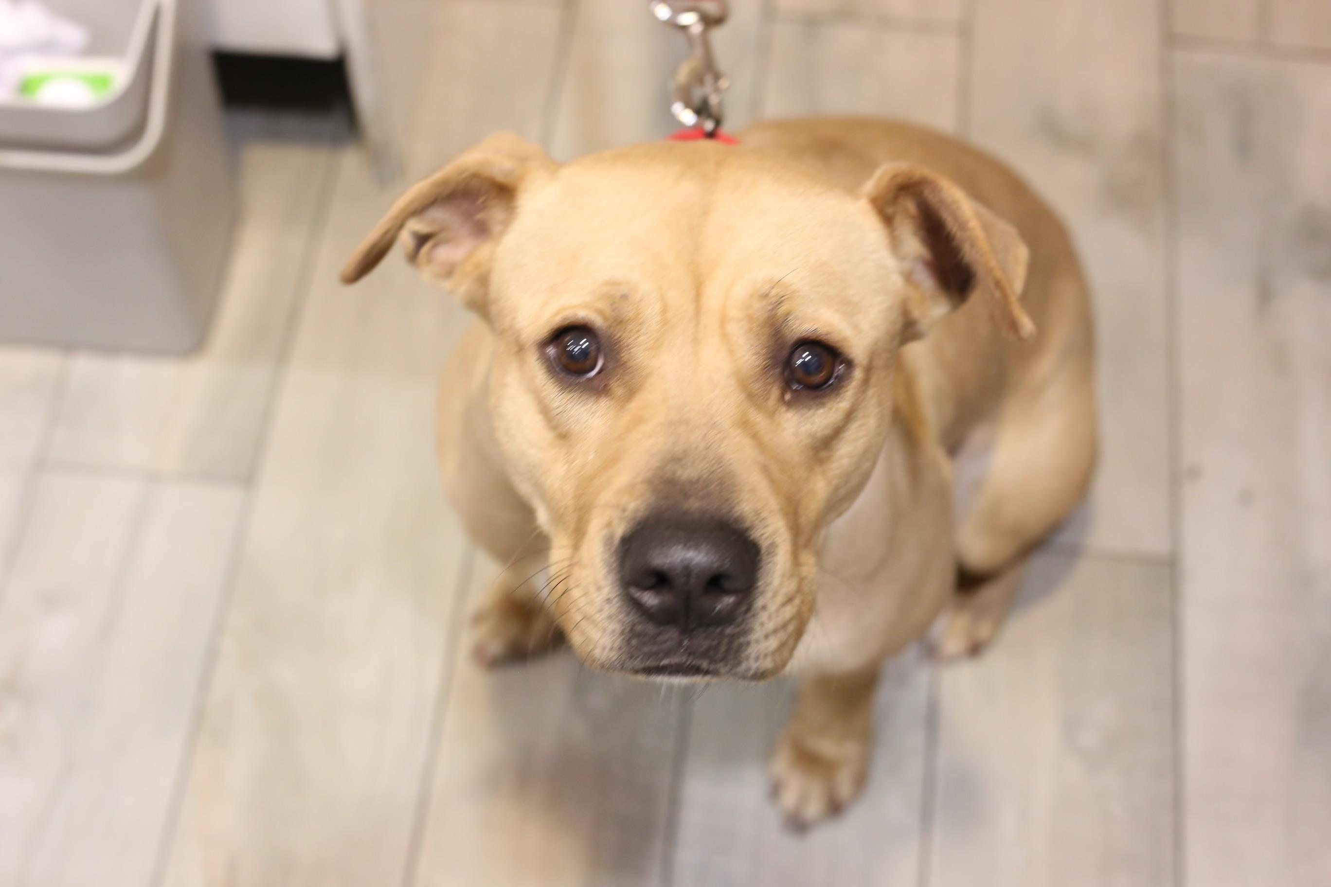 Enlarge VERA, a Adopted mixed breed in New York, NY image 1/4