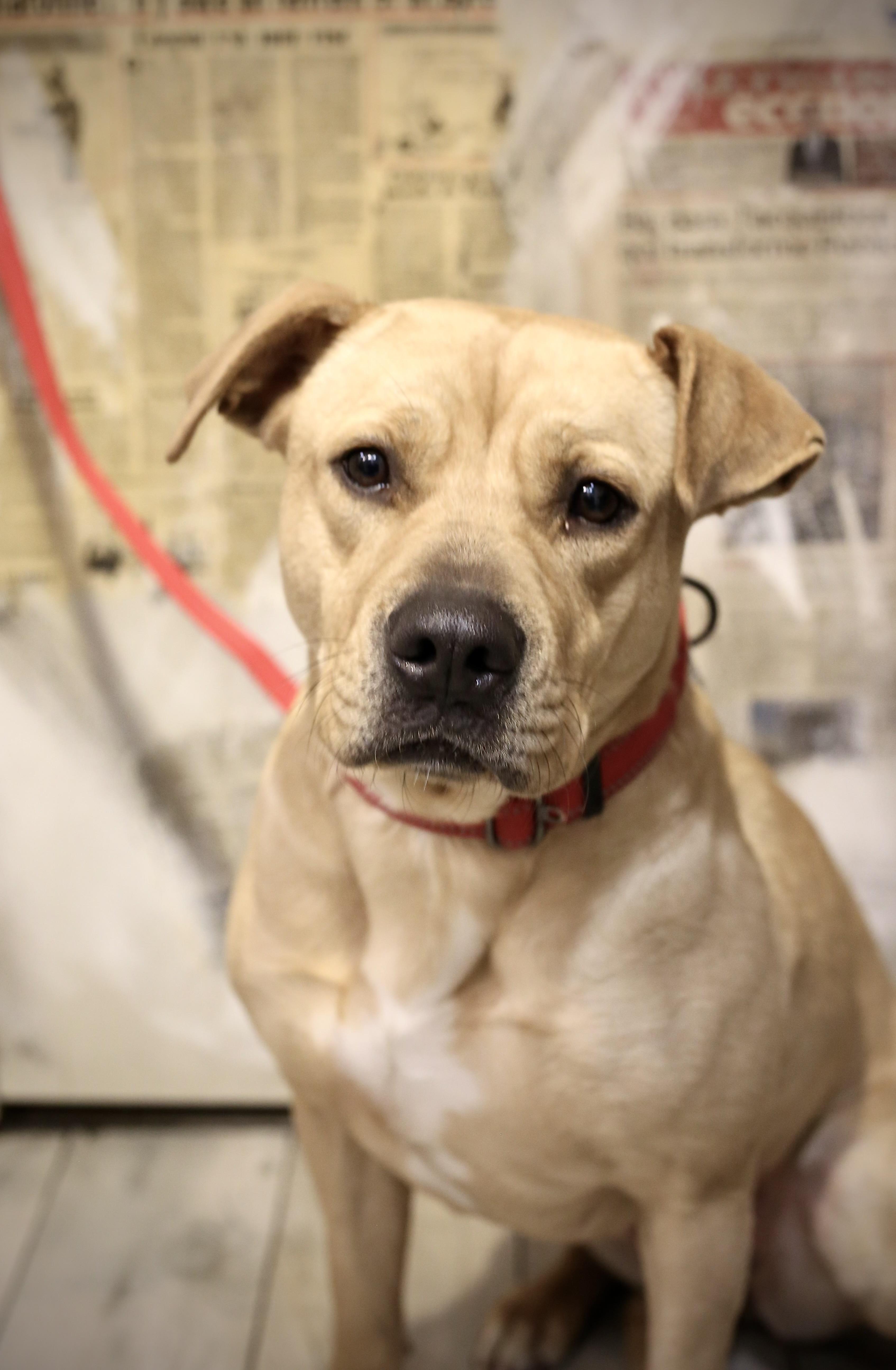 Enlarge VERA, a Adopted mixed breed in New York, NY image 2/4