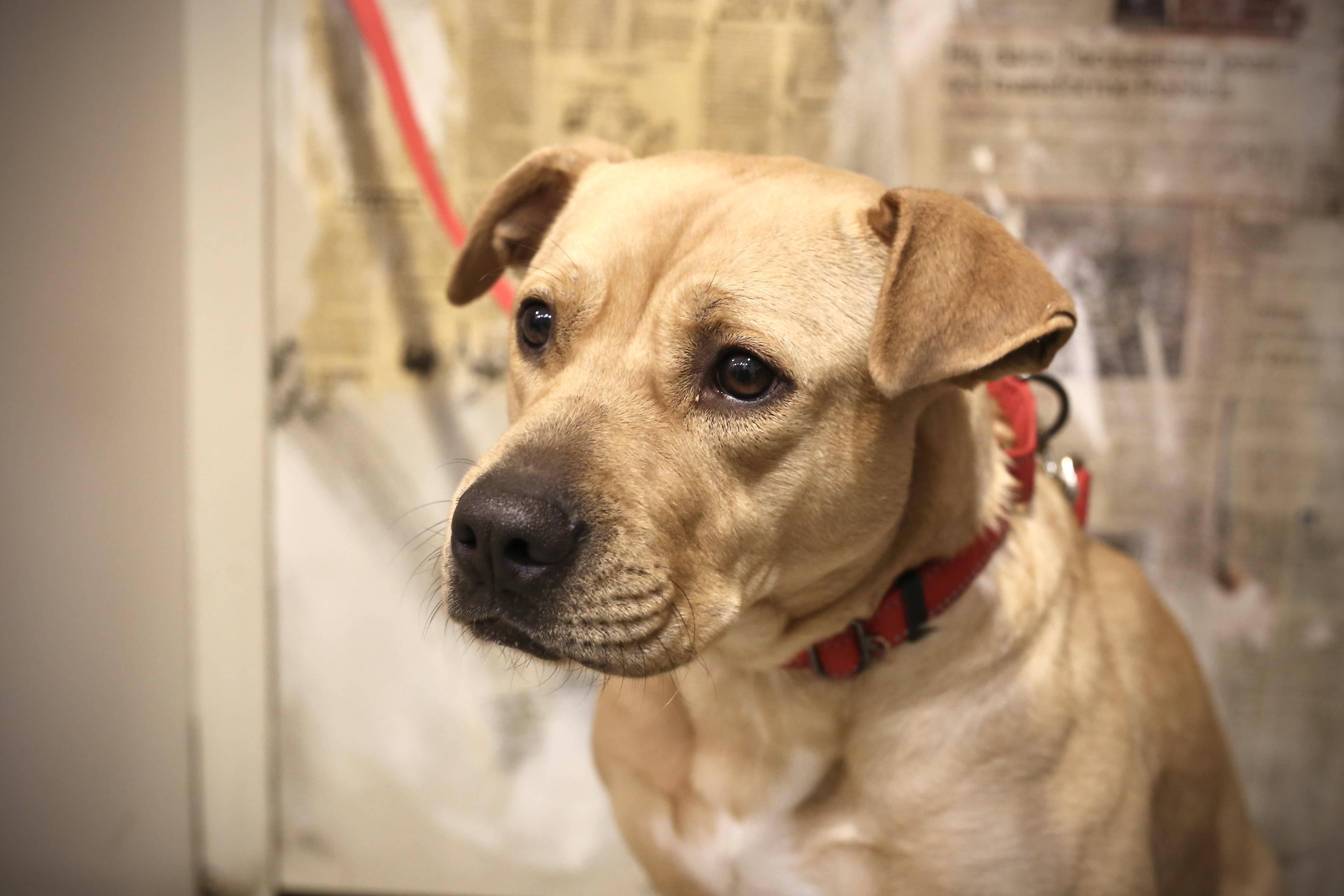 Enlarge VERA, a Adopted mixed breed in New York, NY image 3/4