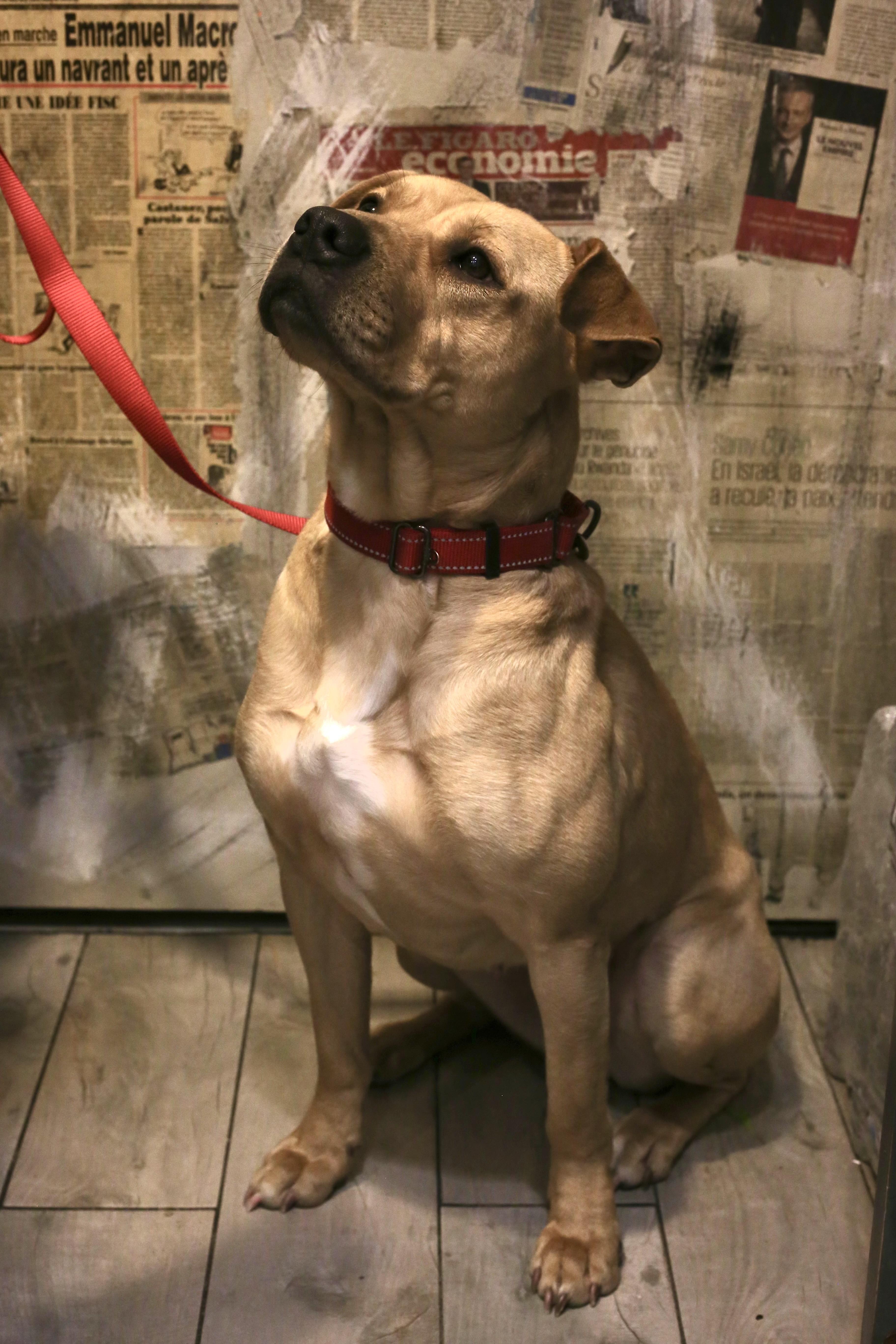 Enlarge VERA, a Adopted mixed breed in New York, NY image 4/4