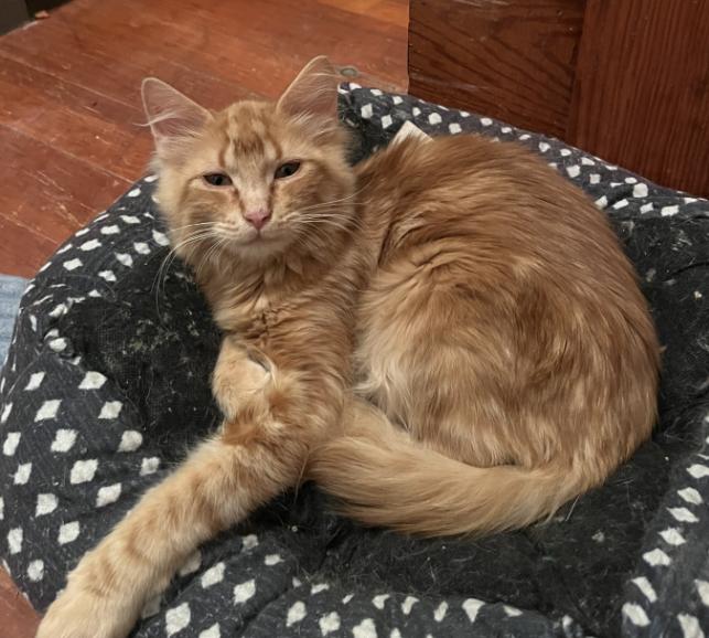 Enlarge Ziggy, a other Domestic Medium Hair in Manhattan , KS image 1/2