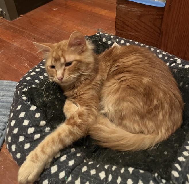 Enlarge Ziggy, a other Domestic Medium Hair in Manhattan , KS image 2/2