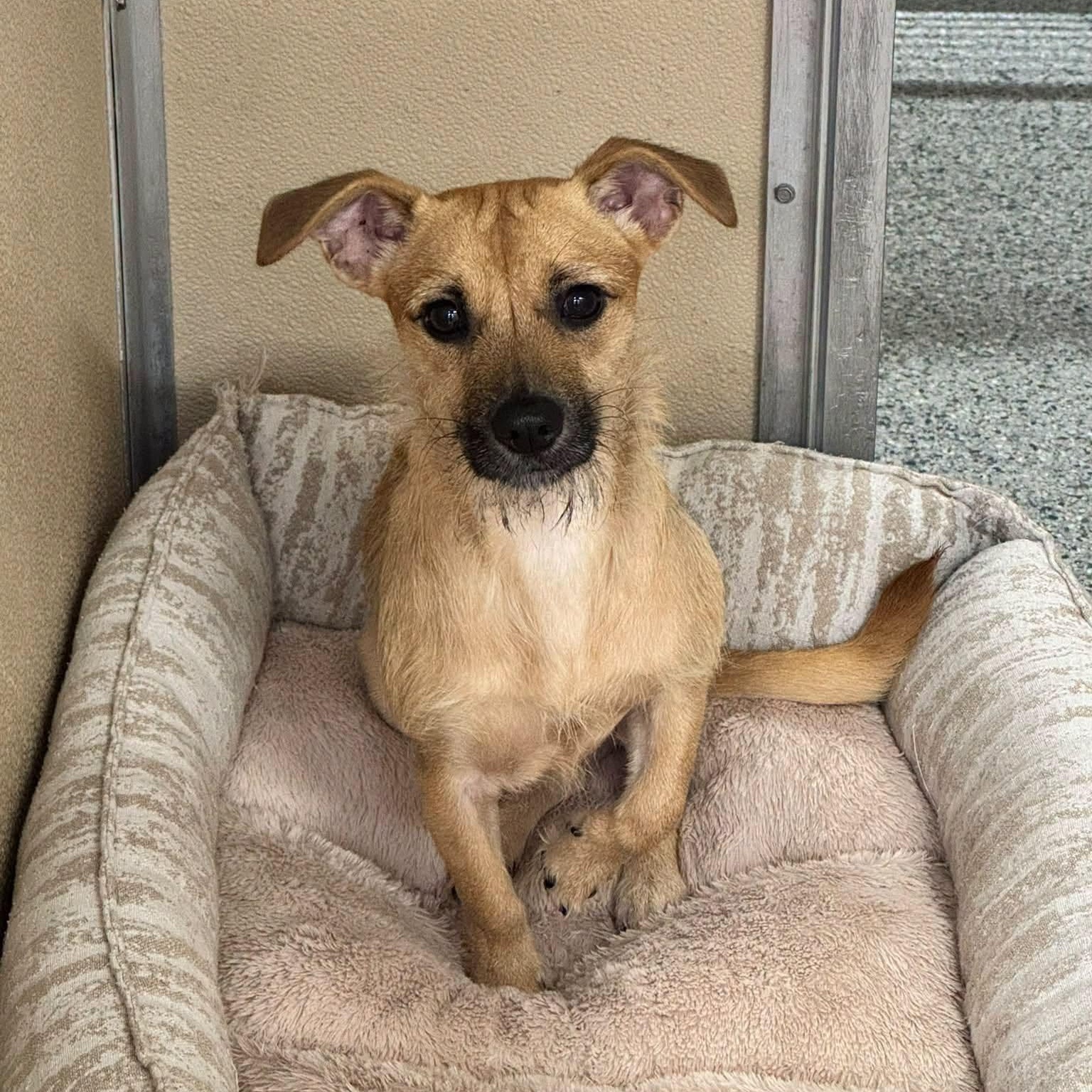 Enlarge Naiya, a Adopted mixed breed in St. Augustine, FL image 1/1