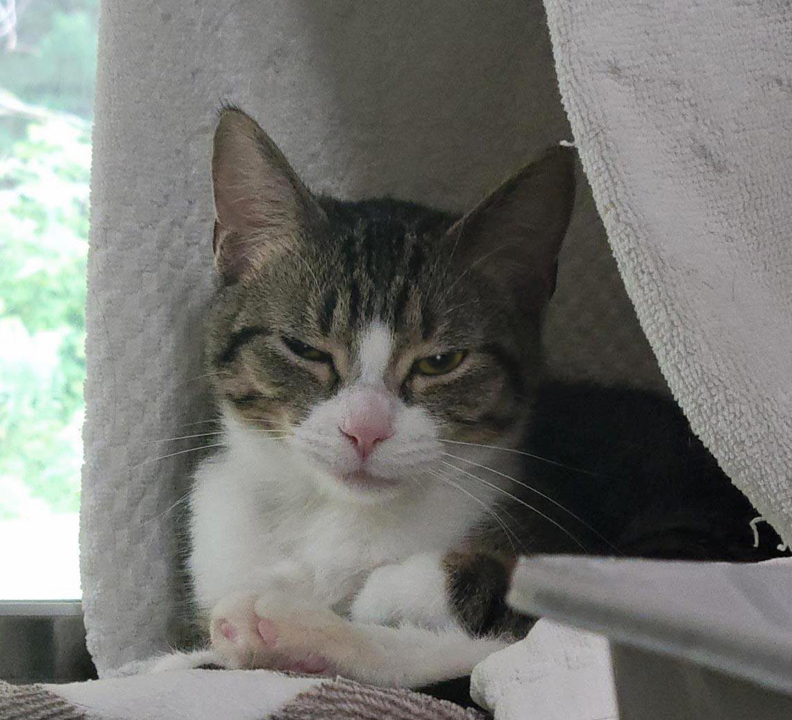 Michele, Adoptable, Young Female Domestic Short Hair.