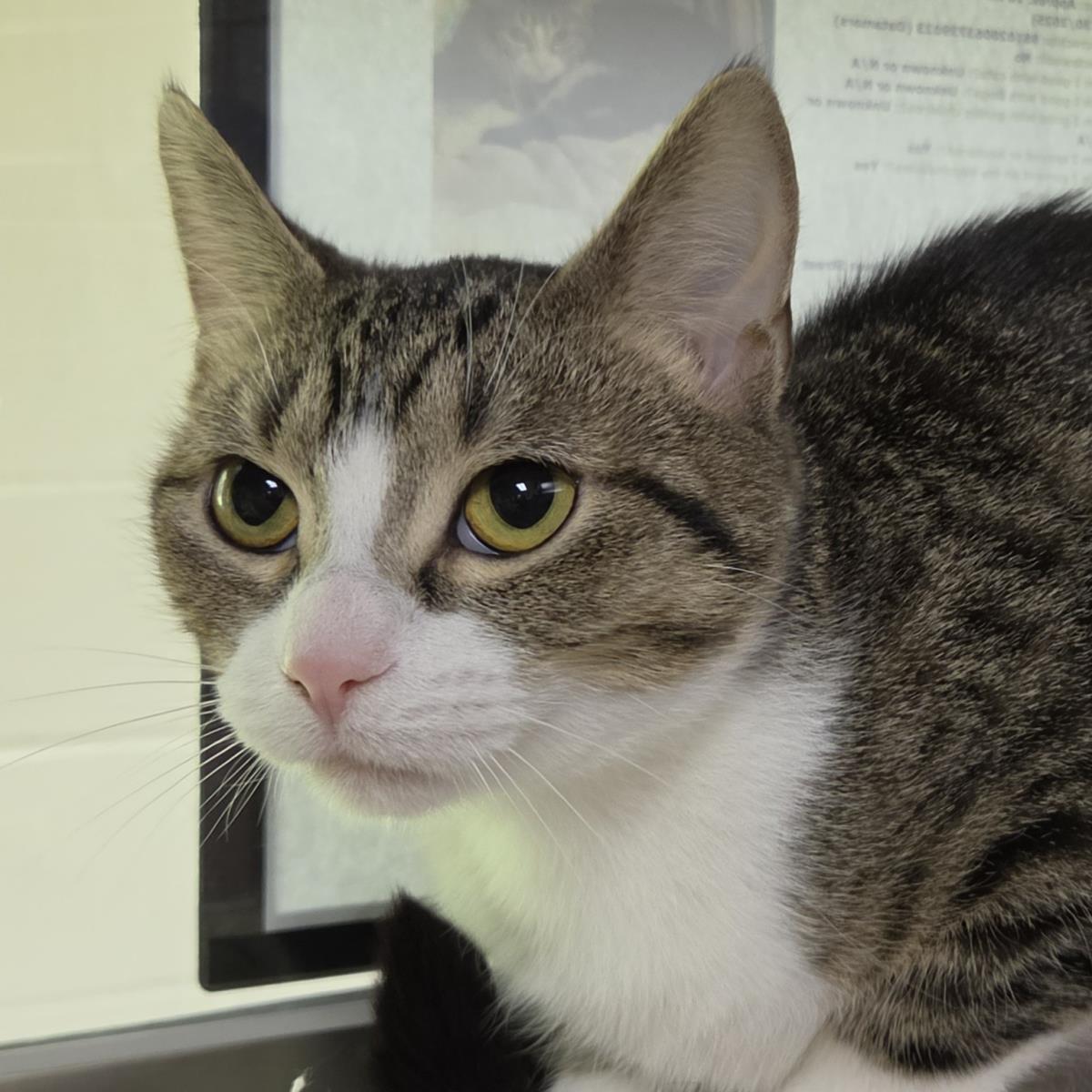 Enlarge Michele, a Adoptable Domestic Short Hair in Plover, WI image 1/3