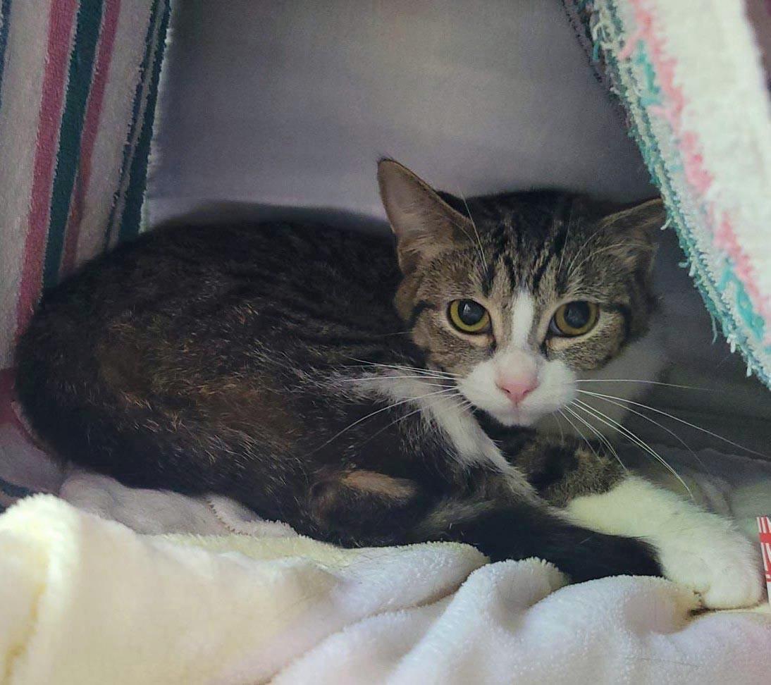 Michele, a Adoptable Domestic Short Hair in Plover, WI image 2/2