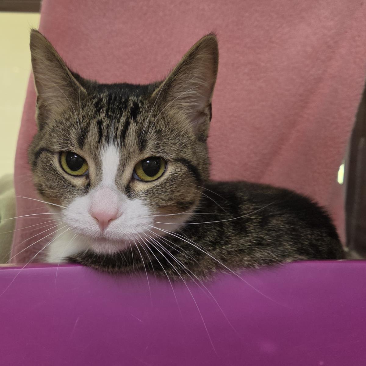 Enlarge Michele, a Adoptable Domestic Short Hair in Plover, WI image 3/3