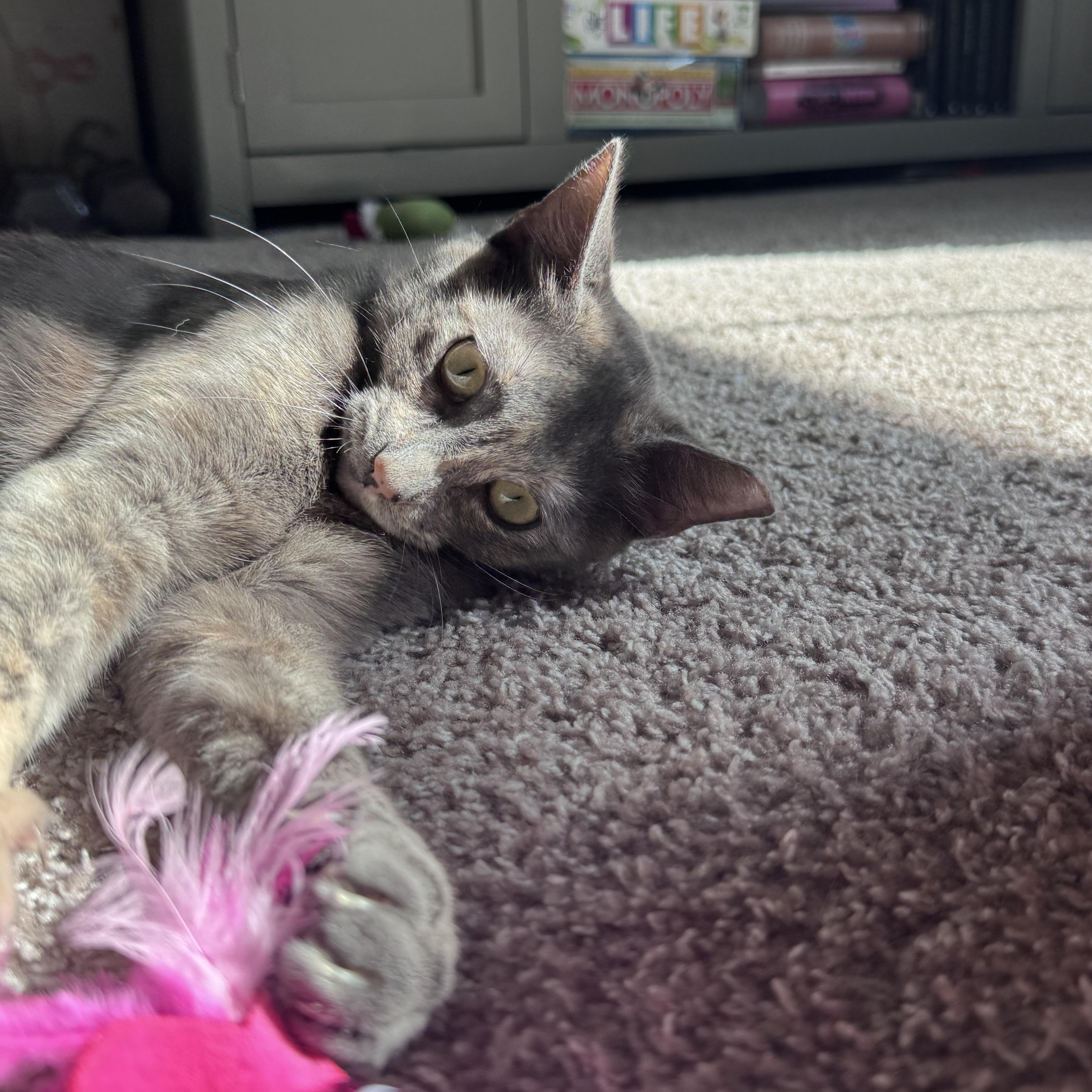Enlarge Chai (Tripod), an adopted Tortoiseshell in Frisco, TX image 5/6