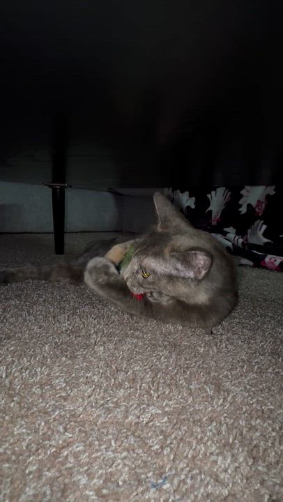 Enlarge Chai (Tripod), an adopted Tortoiseshell in Frisco, TX video 2/6