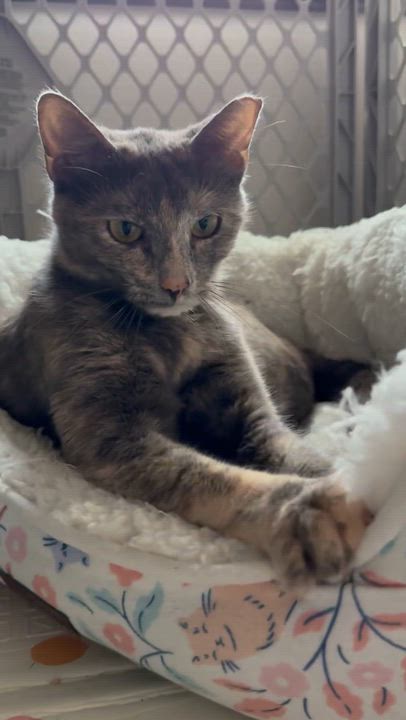 Enlarge Chai (Tripod), an adopted Tortoiseshell in Frisco, TX video 6/6