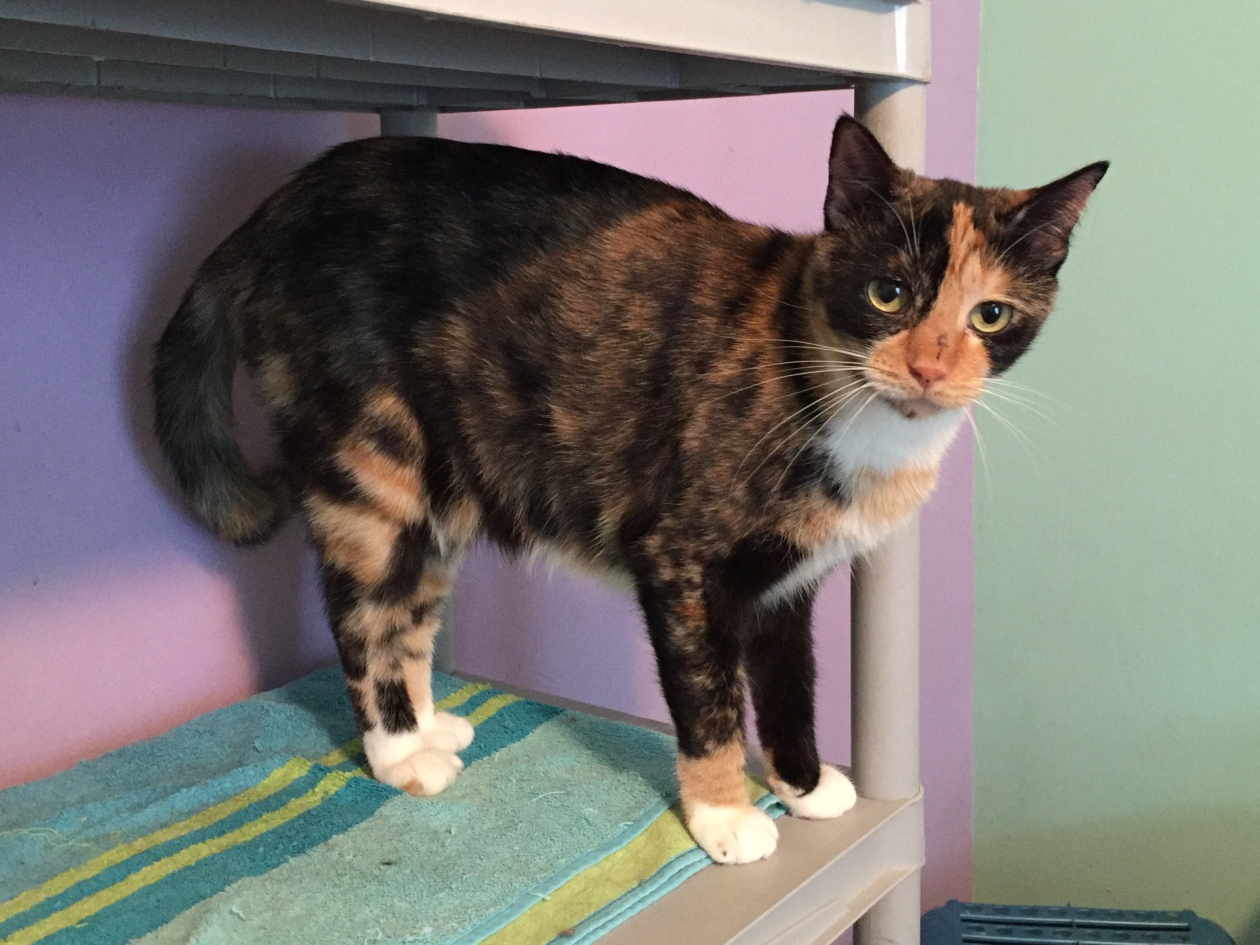 Enlarge Kandice, a Adoptable Domestic Short Hair in Kansas City, MO image 1/6