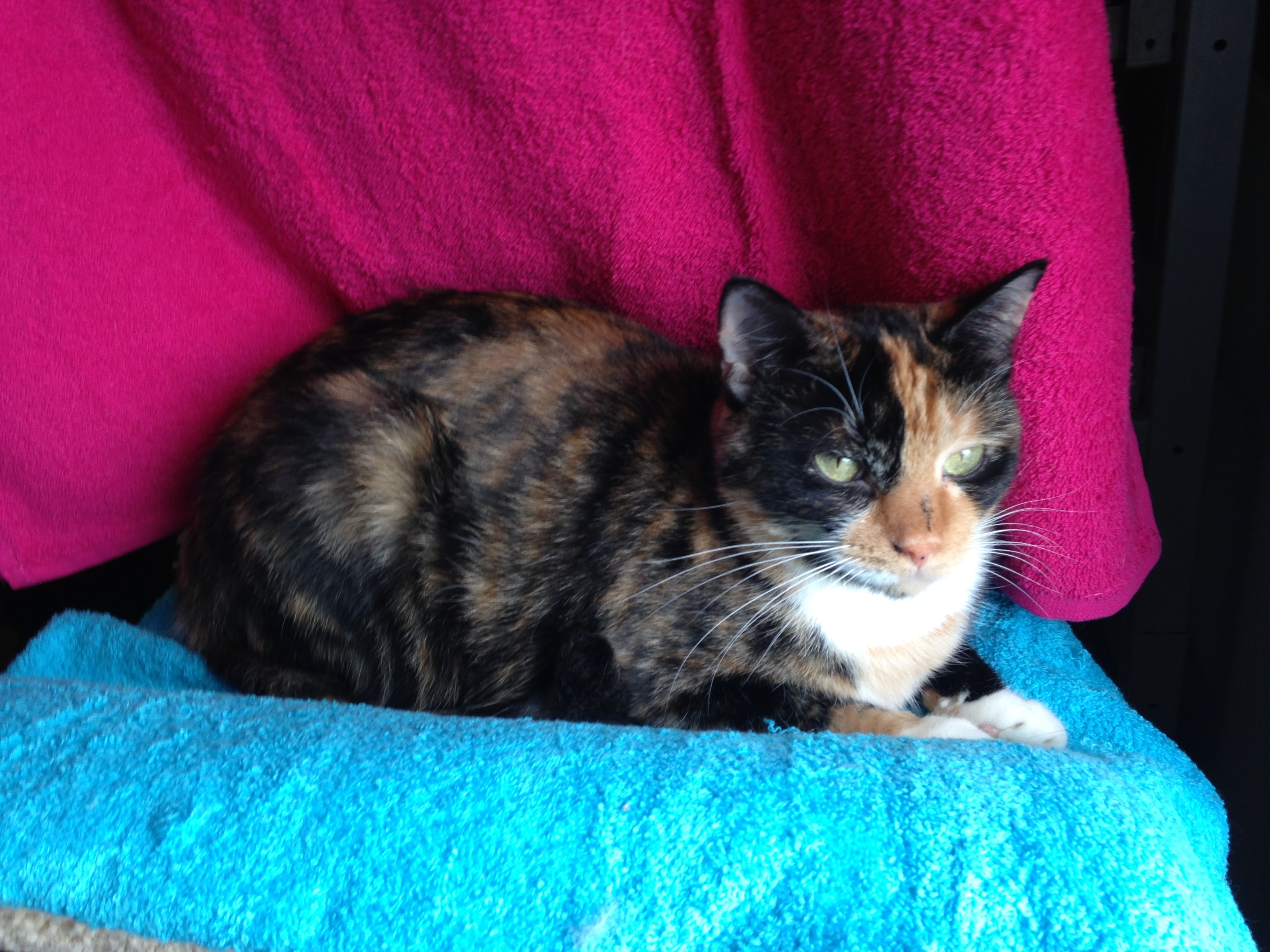 Enlarge Kandice, a Adoptable Domestic Short Hair in Kansas City, MO image 2/6