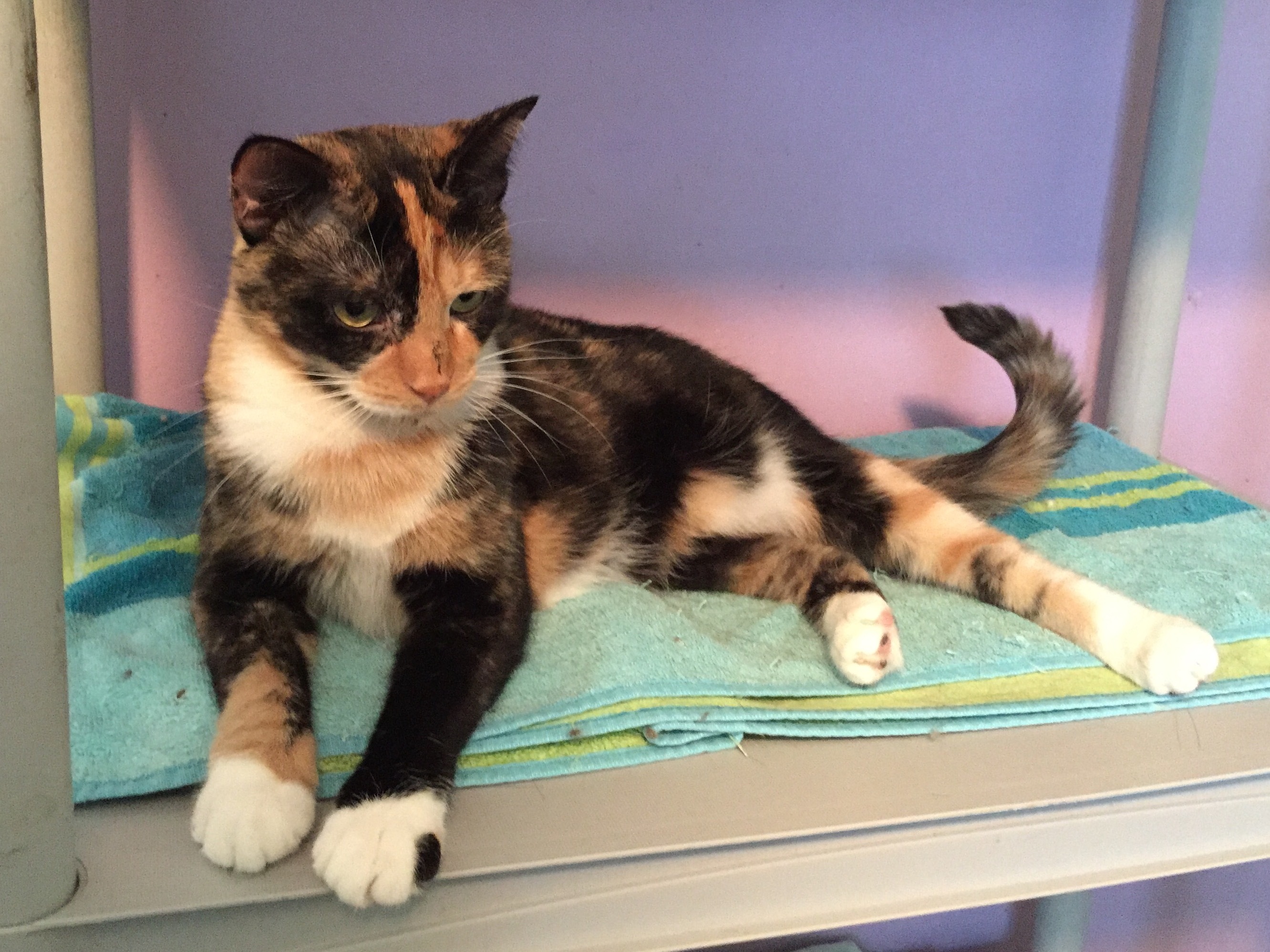 Enlarge Kandice, a Adoptable Domestic Short Hair in Kansas City, MO image 3/6