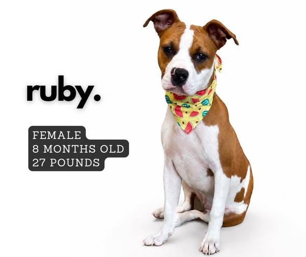 Ruby, Adoptable, Puppy Female Mixed Breed.