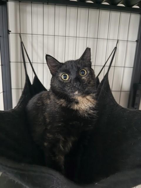 KETCHUP, Adoptable, Young Female Domestic Short Hair.