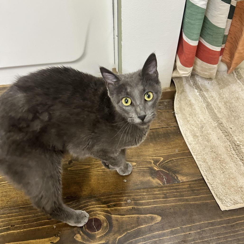 Sheba, Adoptable, Young Female Domestic Short Hair.